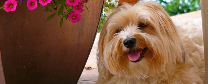 kein briard