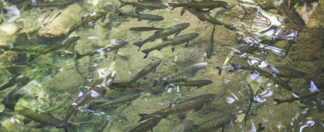 Traumdeutung Teich mit Fischen